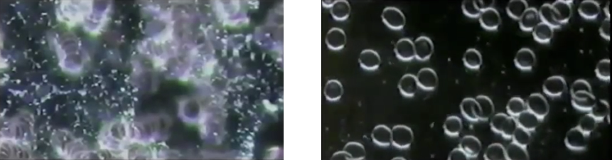 Cellular cleanse - Deeper challenge