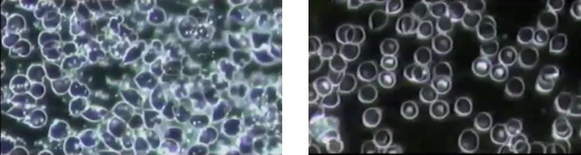 Cellular cleanse - Not feeling well