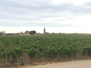 View of a St. Emilion vineyard