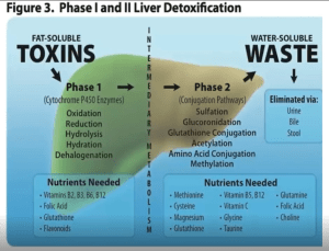 Cleanse for life - Toxins from fat soluble to water soluble